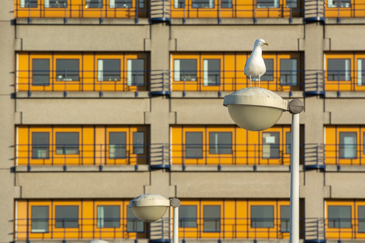 A seagull perched on a streetlight with yellow windowed building backdrop. Urban wildlife scene.